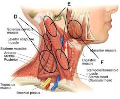 Fix Your Double Chin With These Effective Exercises Massage Therapy Neck Massage Massage Benefits