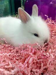 Pet shop located near me. Pet Store Bunnies 3 Cute Bunny Cute Animal Pictures Cute Animals