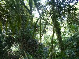 Image result for Calamus deerratus