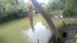 Mancing Ikan Bloso Di 2020 Ikan