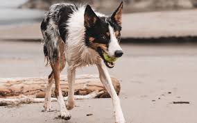 Lees hier alles over de kortharige Border Collie | Border Collie Wereld