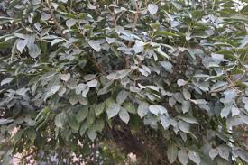 Image result for Mimusops elengi