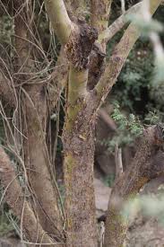 Image result for Acacia kirkii
