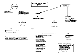 top unknown gram negative bacteria flow chart wallpapers