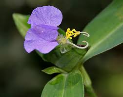 Image result for Commelina subulata