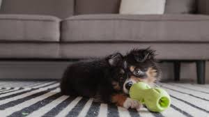 It is more commonly known as the mini american shepherd. One Year With A Mini Australian Shepherd Puppy Youtube