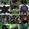 Choose from a wide variety of lilies bouquet for free home delivery. Https Encrypted Tbn0 Gstatic Com Images Q Tbn And9gcq7mhubt0tmbyxxlpmcv6myrd Hignhcy8derxmwu0 Usqp Cau