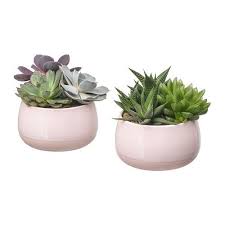 Succulent Pink Potted Plant With Pot Ikea Pots Succulentes Plantes Grasses Chute Des Feuilles