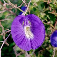 Image result for Clitoria