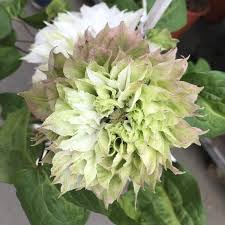 Do you know how to fertlize and water clematis vyvyan pennell? Clematis Sen No Kaze 1l Fruttii Shop