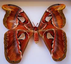 Coma noir, the old believer, an ache for the distance, a throughout their career, the atlas moth, has evolved and expanded, never remaining stagnant. Atlas Moth Shadow Box Attacus Atlas 23 5 30 Cm Catawiki
