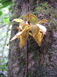 Image result for Uvariastrum germainii