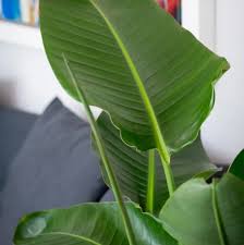 Image result for Strelitzia