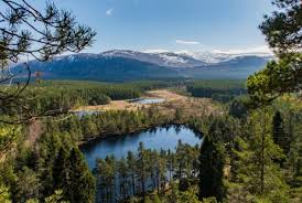 Anders holch povlsen is denmark's wealthiest man with a net worth of $7.9bn (£6.1bn), according to the business magazine forbes, and is believed to be the largest landowner in scotland after buying a string of historic estates. Who Is Anders Povlsen Scotland S Biggest Landowner Heraldscotland