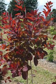 Polygons (total number of scene): Cotinus Coggygria Grace Singing Tree Gardens Nursery