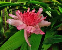 Image result for Laggera elatior