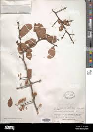 Image result for Gymnosporia putterlickioides