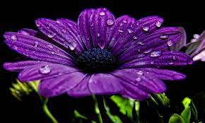 صور زهرة الارجوان purple flowers wallpaper purple flowers purple daisy