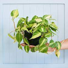 Meet The Philodendron Brasil A Colourful Twist On The Much Loved Heart Leaf Philodendron Like The Heart Leaf Plants Low Light Plants Heart Leaf Philodendron