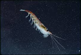 Krill | National Geographic | National Geographic
