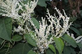 Note the time of year you found the flowering tree then record data on the tree's other. Knot Native The Daily News