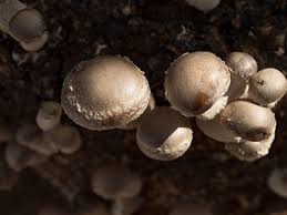 From simple methods like growing mushrooms from a kit, to complicated home mushroom lab set ups that would sat. Growing Mushrooms At Home Gardening Solutions University Of Florida Institute Of Food And Agricultural Sciences