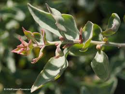 Image result for Atriplex halimus