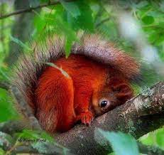 Beautiful Squirrel Cute Squirrel Animals Animals Beautiful