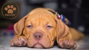 كلب بيتبول ذو الانف الاحمر pitbulls animals dogs