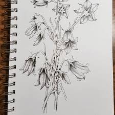 Coffee, black bean, sumac, black walnut, spinach, red cabbage, iris petal, elderberry, turmeric, grape juice, pokeweed berry, buckthorn berry, jicama. Bluebell Sketch At Paintingvalley Com Explore Collection Of Bluebell Sketch