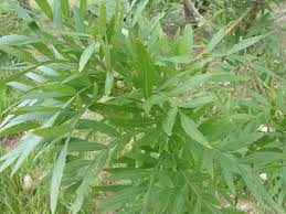 Image result for Loxostylis alata