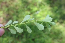 Image result for Phyllanthus maderaspatensis