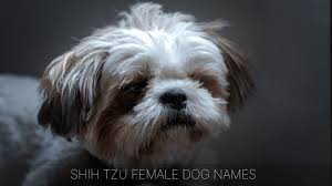 Simply select a language and press on the speaker button to listen to the pronunciation of the word. Ultimate List Of The Top 900 Shih Tzu Dog Names Cute Chinese Dog Name Ideas