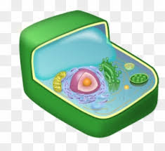 Jan 10, 2017 · if plant cells are observed in the same situation, it will be seen that they swell up and become turgid, but their cell walls will keep them from lysing. Plant Cell Rh Averydc Com Free Plant Cell Clipart Clip Baby Toys Free Transparent Png Clipart Images Download
