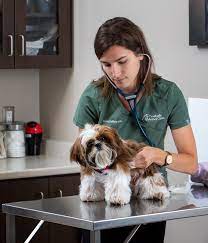 Special kitty condos on the lower level provide a safe retreat from the canine world. Take A Tour Southside Animal Clinic London Ontario