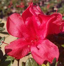 The Encore Azalea Buyer S Guide Plantsbymail Com In 2020 Azaleas Landscaping Azaleas Landscaping Plants