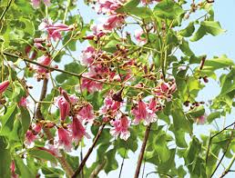 Image result for Stereospermum kunthianum