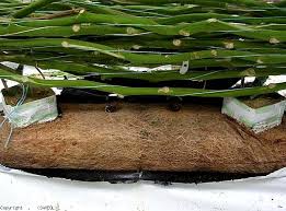 Image result for Rhizobium radiobacter, syn. Agrobacterium tumefaciens