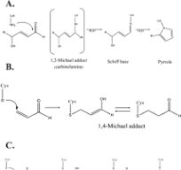 Soft Cysteine Signaling Network: The Functional Significance ...