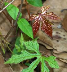 Image result for Ampelocissus multistriata