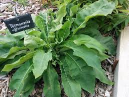 Iperico hypericum coltivazione erba san giovanni esposizione concimazione moltiplicazione fioritura potatura rinvaso parassiti cure proprietà oleolito foto. Iperico Calicino Picture Of Giardino Dei Semplici Miasino Tripadvisor