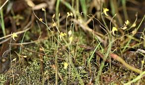 Image result for Utricularia scandens