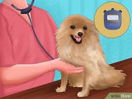 The respiratory movements of an animal are important diagnostic criteria; How To Measure A Dog S Respiration Rate 9 Steps With Pictures