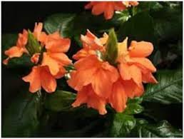 Image result for Crossandra infundibuliformis