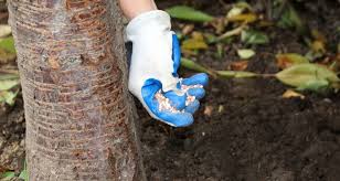 Maybe you would like to learn more about one of these? Why Is There No Fruit On My Tree My Garden Life