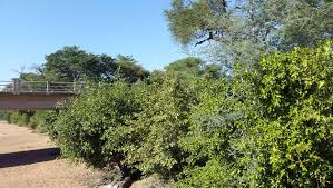 Image result for Drypetes mossambicensis
