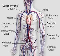 Pin On Health