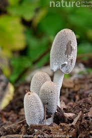 Image result for Coprinus lagopus