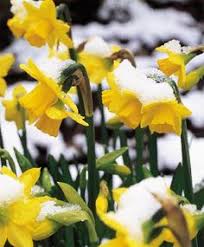 Narcissus Tete A Tete Cyclamineus Narcissi Narcissi Flower Bulb Index Narcissus Flower Bulb Flowers Narcissus