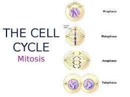 The Cell Cycle Mitosis Powerpoint Editable Cell Cycle Mitosis Powerpoint
